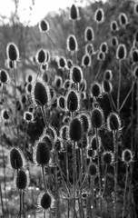 Prickly Teasels