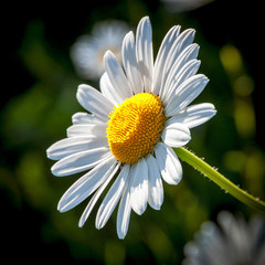 Fototapeta premium Big Daisy