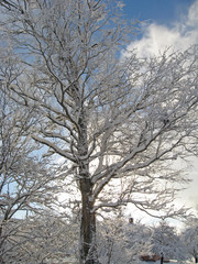 Snowy tree
