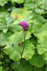 Scarabée turquoise sur une fleur lila - 2