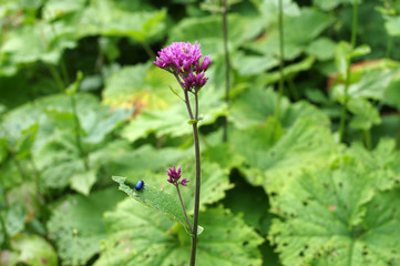 Scarabée turquoise sur une fleur lila