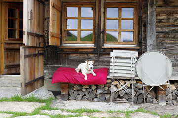 Chien assis sur un coussin à l'extérieur d'un chalet