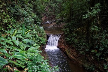 Fototapeta premium River in the Curi Cancha Reserve, Monteverde