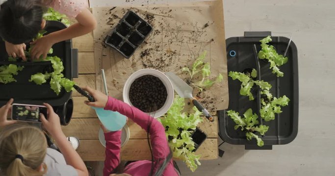 Young Group Of Multi Ethnic Girls Growing Plants Using Sustainable Green Technology Students In Horticulture Class Working Together Learning Hydroponics Top View