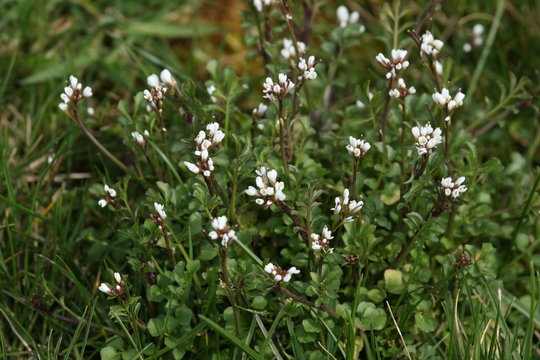 Cardamine h&eacute;riss&eacute;e (Cardamine hirsuta)