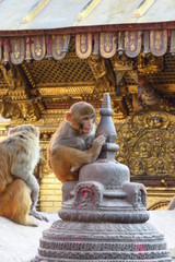 Monkey at the Swaymbhunath stupa, aka Monkey Temple, Kathmandu, Nepal