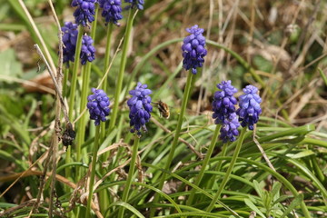 Muscari d'Arménie (Muscari armeniacum)