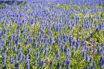 clearing of blue flowers