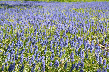 clearing of blue flowers