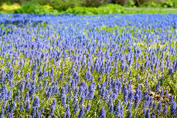 Obraz premium clearing of blue flowers