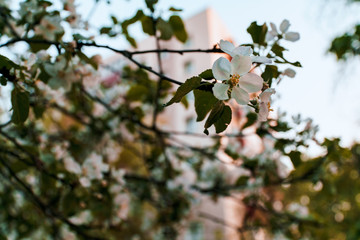 blooming apple tree