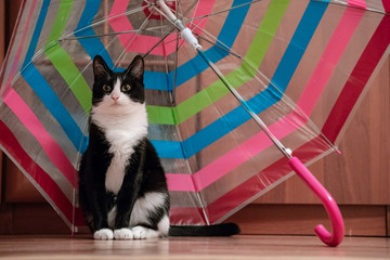 funny cat under a colorful umbrella