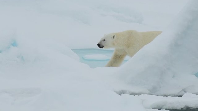 Polar bear walking in an arctic.