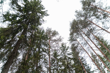 crowns of age-old pines in the relic forest of the Berendeevo kingdom