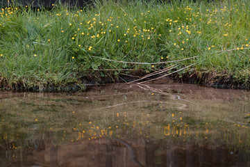 coastal yellow flowers