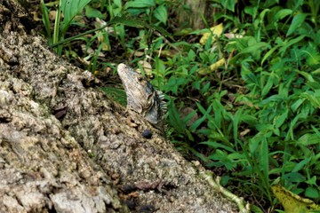 Black spiny-tailed iguana hiding behind a trunk