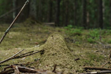In the Valdai Forest