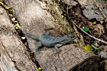 Iguana sitting on a trunk in Hacienda Baru