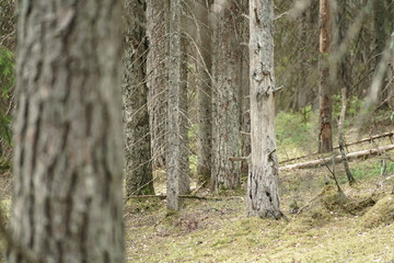 In the Valdai Forest
