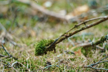 In the Valdai Forest