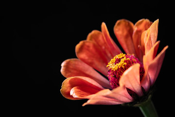 The flower of the zinnia major bright on a black background
