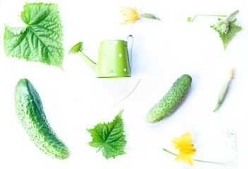 Creative layout composition made of  elements of growth and maturation of cucumber and small...