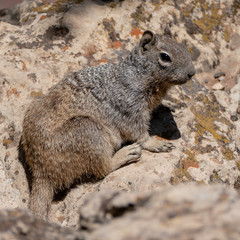 Abert's squirrel (Sciurus aberti)