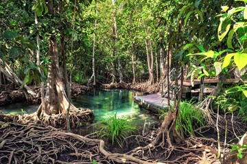 Wooden bridge to the jungle, Tha Pom Khlong Song Nam ,mangrove forest, Krabi,Thailand