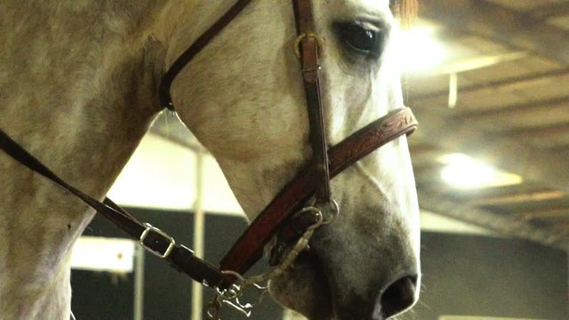 Horse facial expression in slow motion