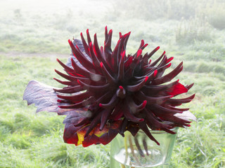 Crimson dahlia blossom.