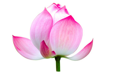 Lotus flower isolated on white background ,clipping path