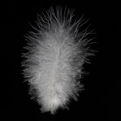 White Fluffy Feather