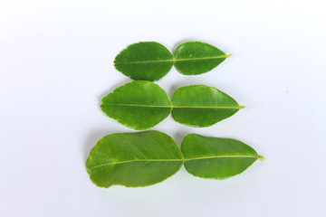 Green leaf, Bergamot leaf isolated on white background