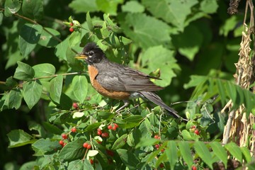 American Robin in berry bush