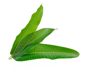 Mango leaves on a white background