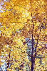 Autumn forest scenery with yellow maple leaves