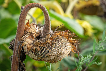 Sonnenblume vertrocknet