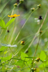 sulfur cosmos leaf of Summer