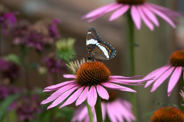 Butterfly on echinacea