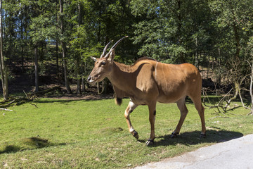 beautiful wild animals in a safari
