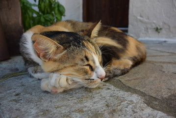 The sleeping cat