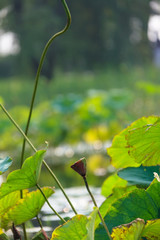 a lotus flower leaf of Summer