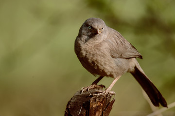 Jungle Babbler