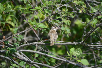 Rose Breasted Grosbeak