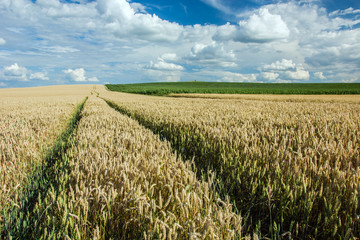 Technological path to the wheat field