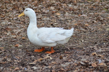 Naklejka na ściany i meble White duck walking on ground.
