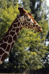 protected animals kept in a safari park