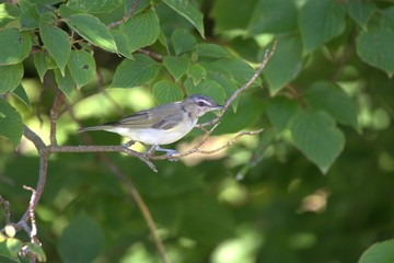 Red Eyed Vireo