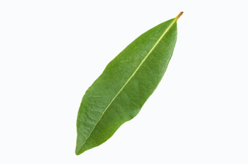 Raw green Laurel leaves