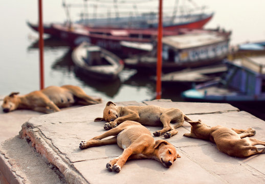 Stray dogs and puppies sleeping at riverbanks.